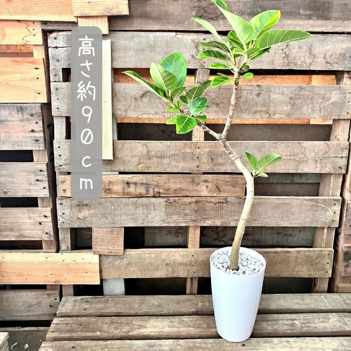 観葉植物現品販売