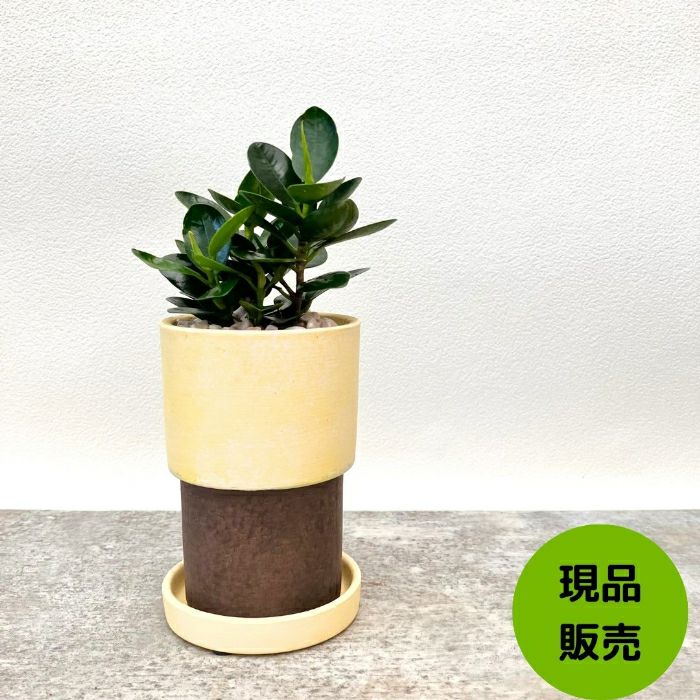 観葉植物現品販売