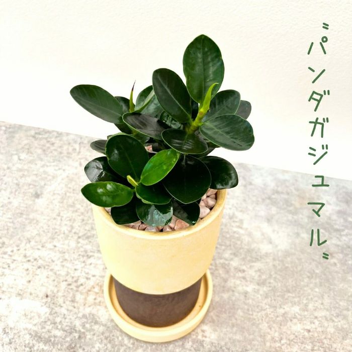 観葉植物現品販売