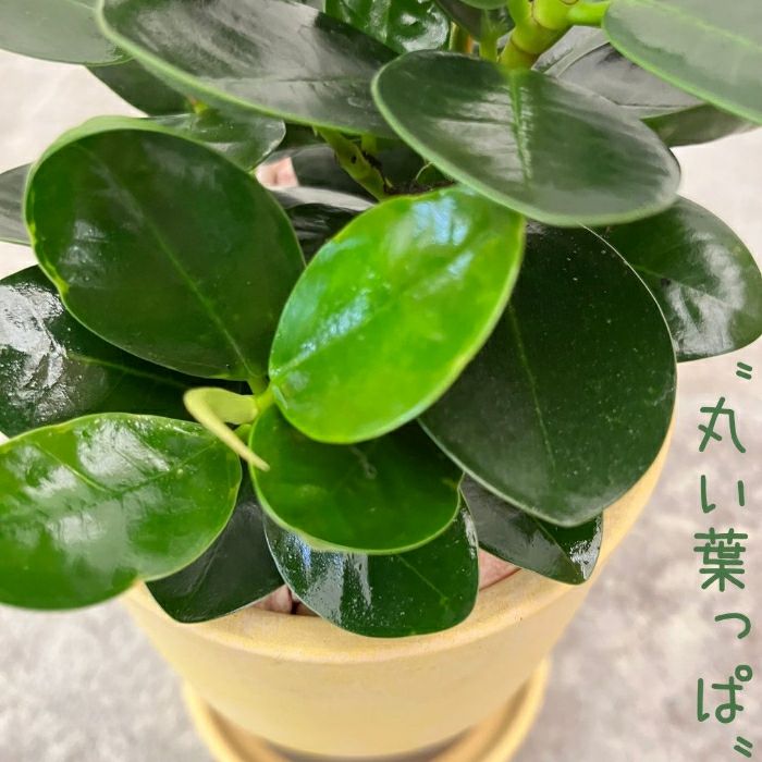 観葉植物現品販売