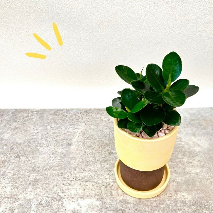 観葉植物現品販売