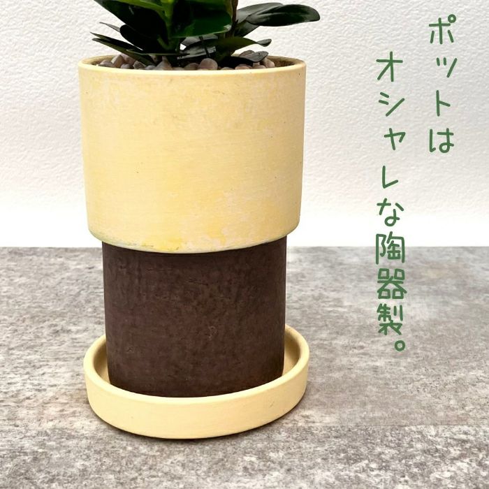 観葉植物現品販売
