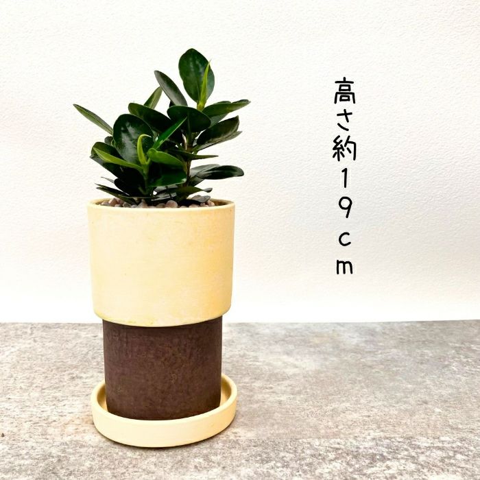 観葉植物現品販売