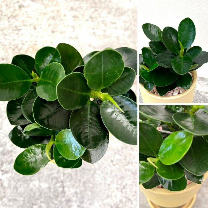 観葉植物現品販売