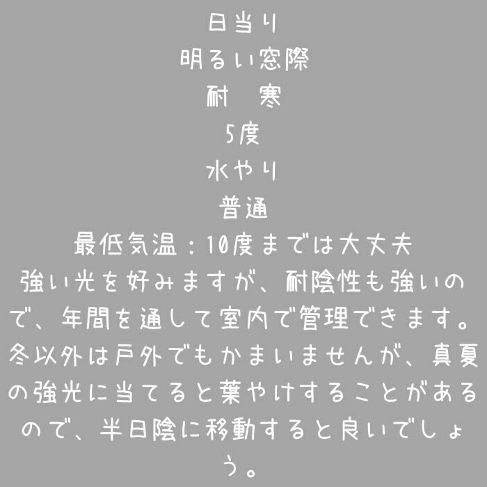 観葉植物現品販売