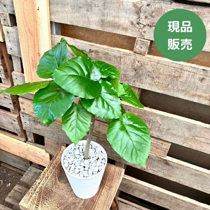 観葉植物現品販売