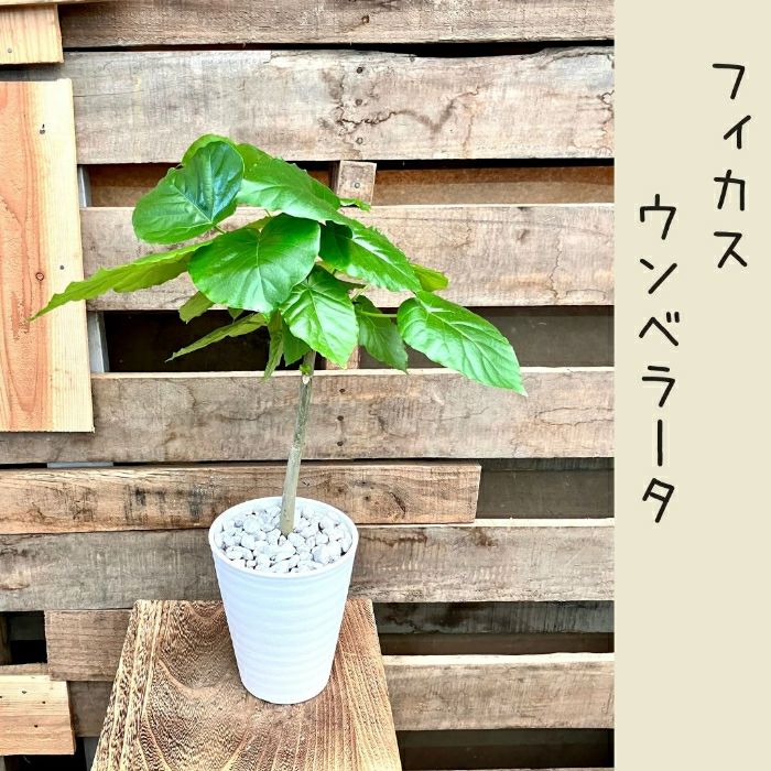 観葉植物現品販売