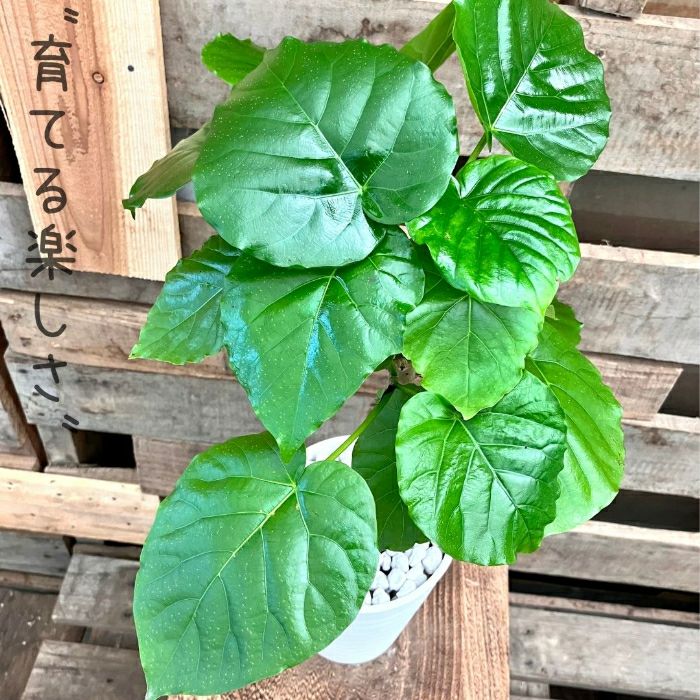 観葉植物現品販売