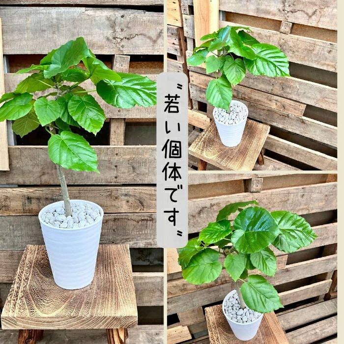観葉植物現品販売