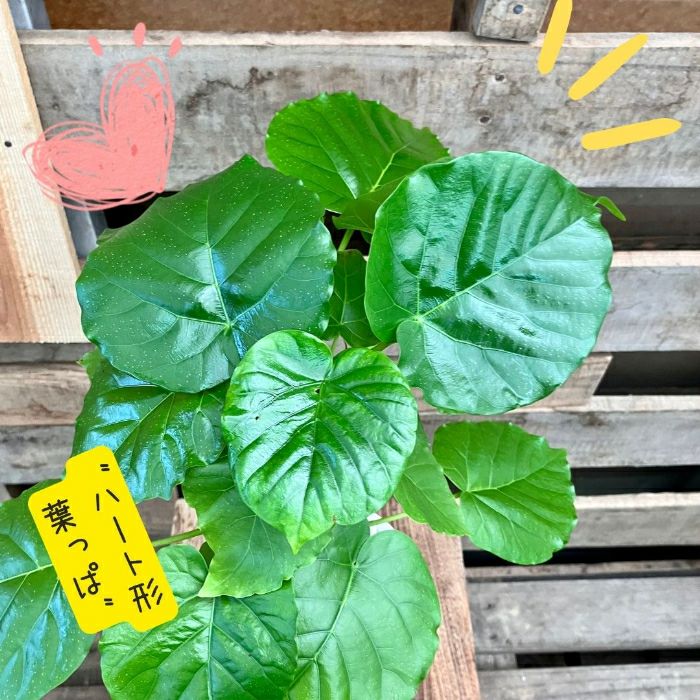 観葉植物現品販売