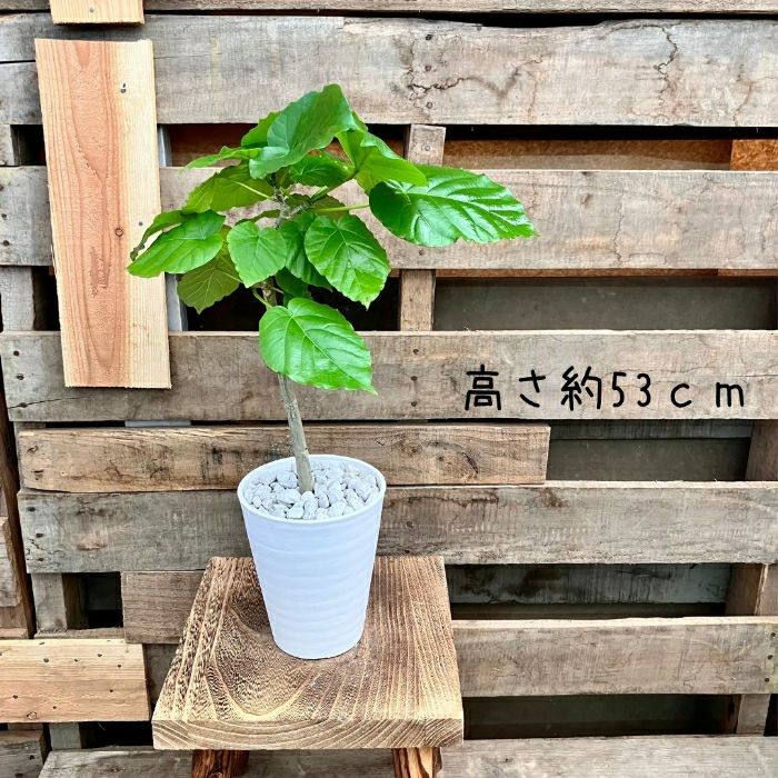 観葉植物現品販売