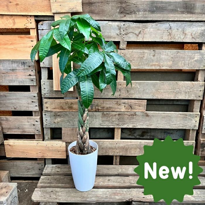 観葉植物現品販売