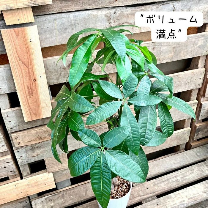 観葉植物現品販売