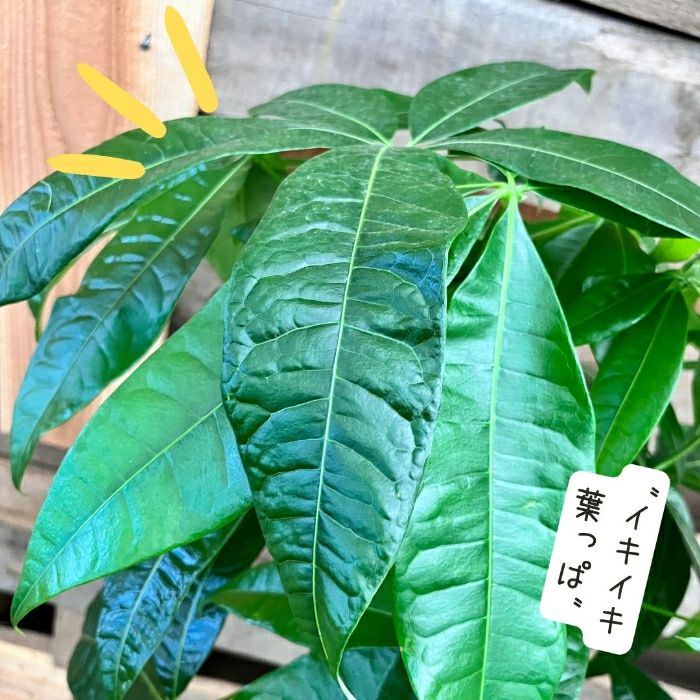 観葉植物現品販売