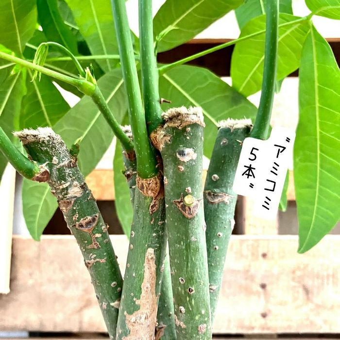 観葉植物現品販売