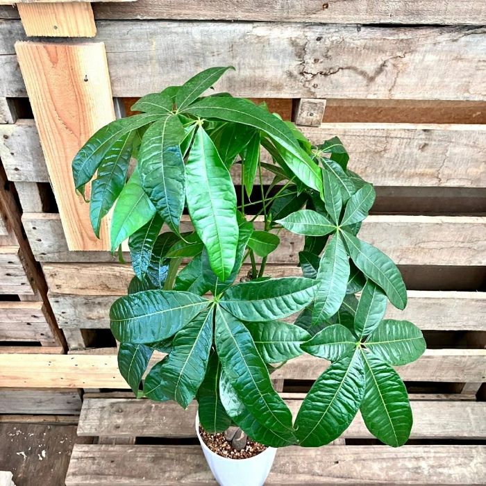 観葉植物現品販売