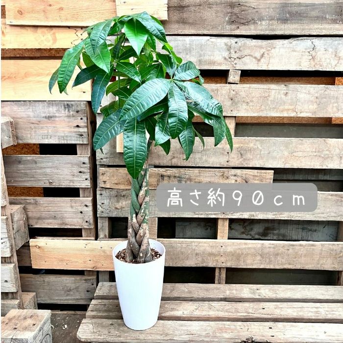 観葉植物現品販売