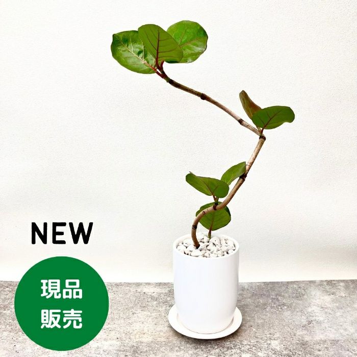 観葉植物現品販売