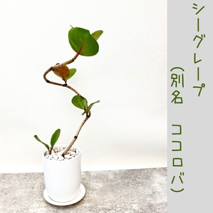 観葉植物現品販売