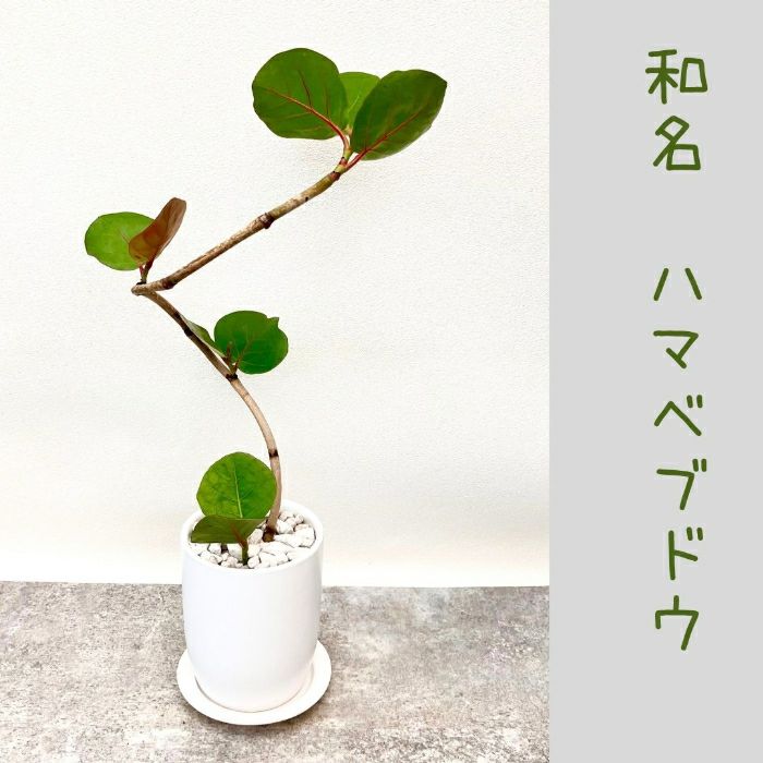 観葉植物現品販売