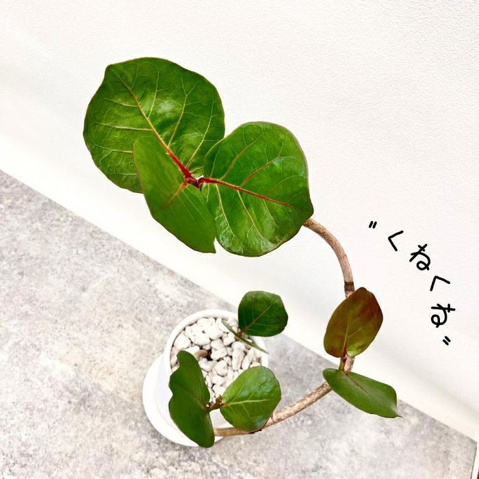 観葉植物現品販売