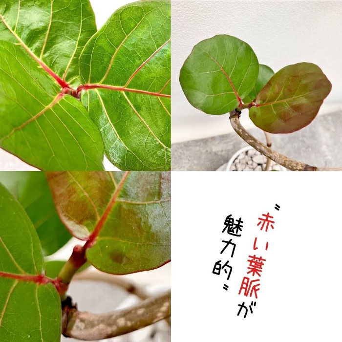 観葉植物現品販売