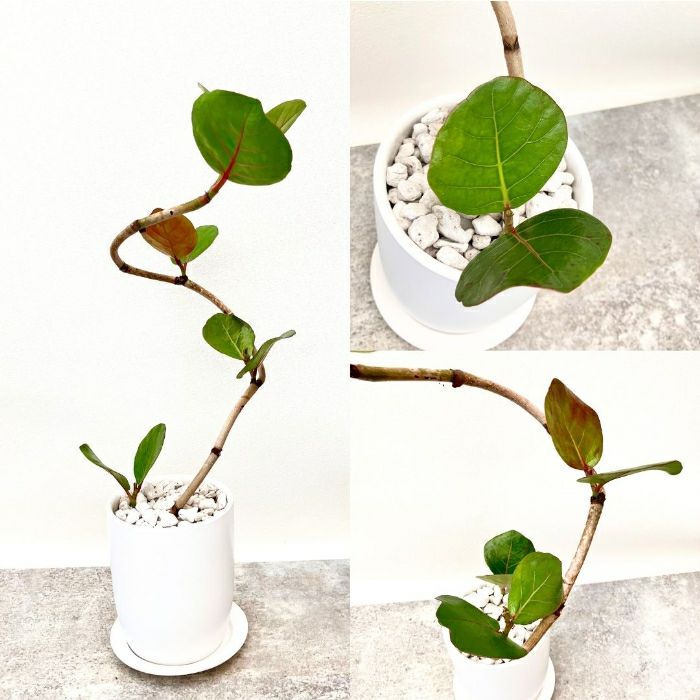 観葉植物現品販売