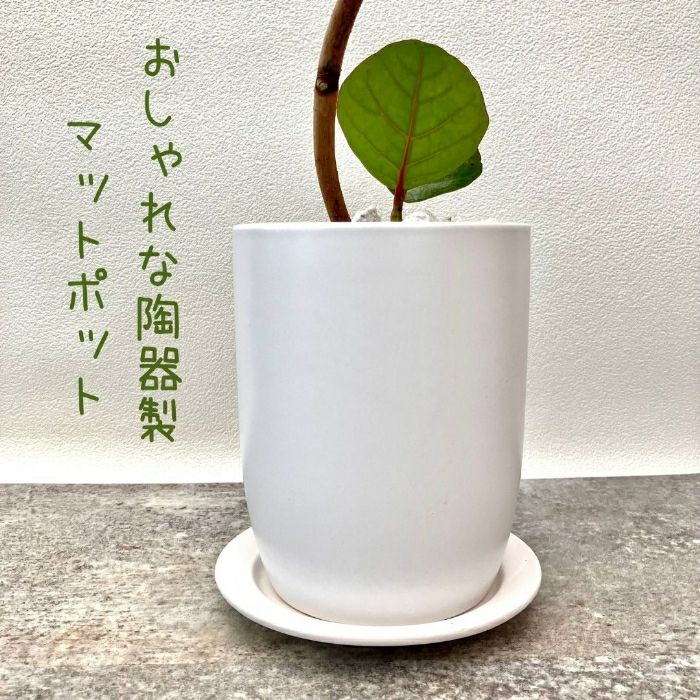 観葉植物現品販売