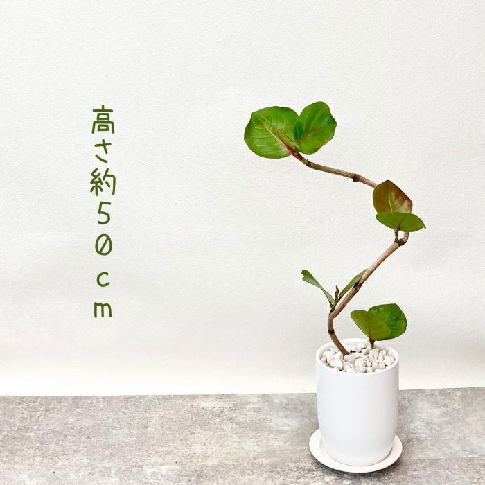 観葉植物現品販売