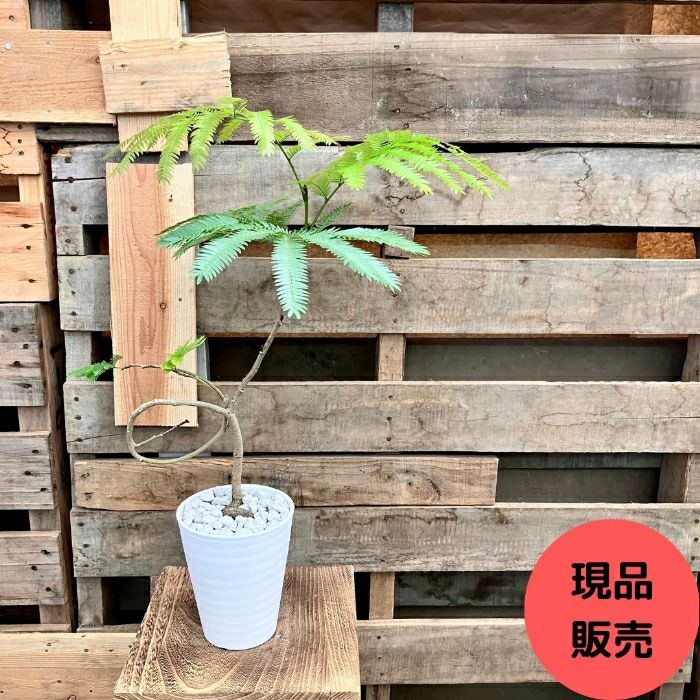 観葉植物現品販売