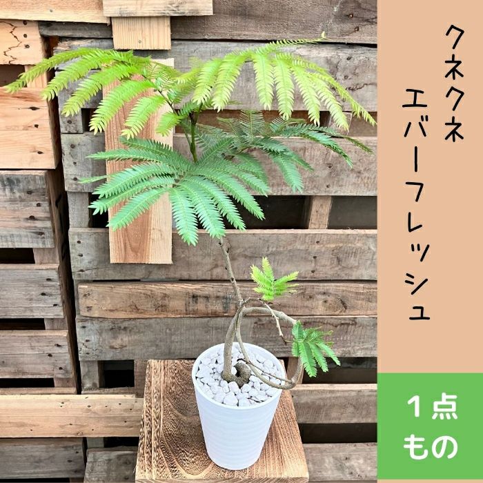 観葉植物現品販売