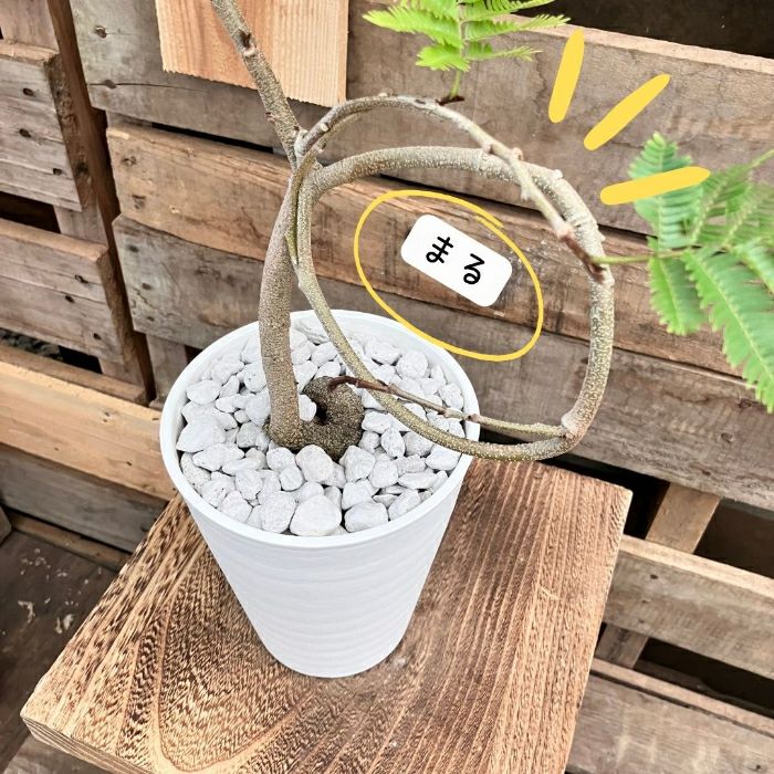 観葉植物現品販売