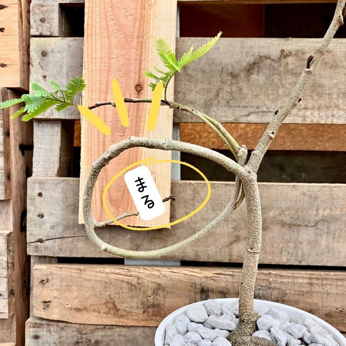 観葉植物現品販売