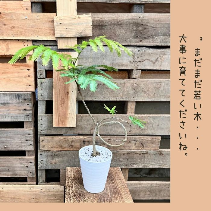 観葉植物現品販売