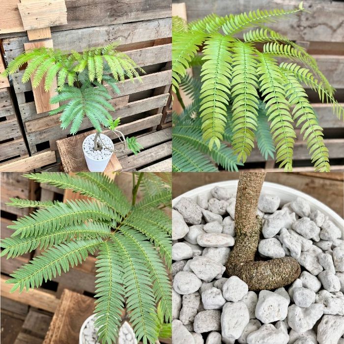 観葉植物現品販売