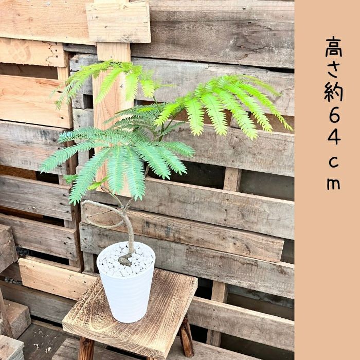 観葉植物現品販売