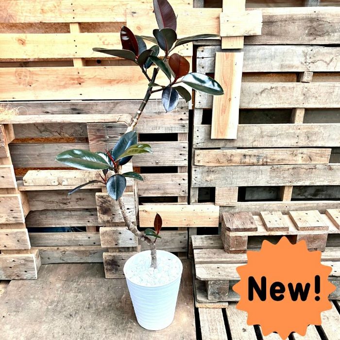 観葉植物現品販売