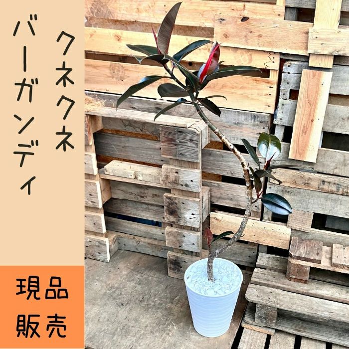 観葉植物現品販売