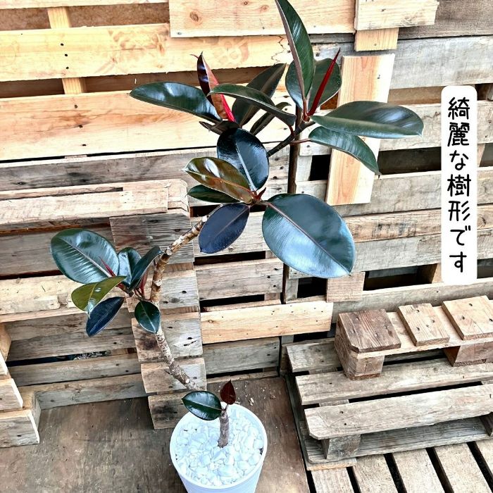 観葉植物現品販売