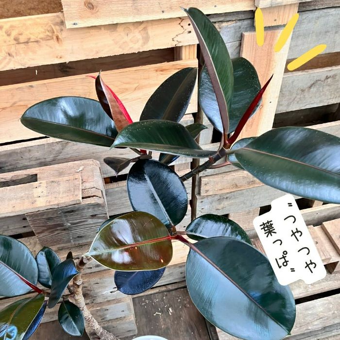 観葉植物現品販売