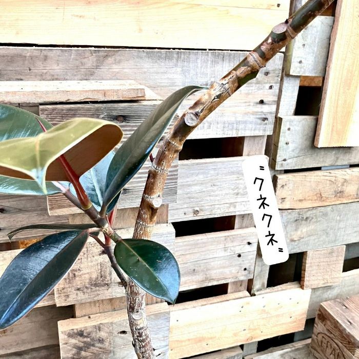 観葉植物現品販売