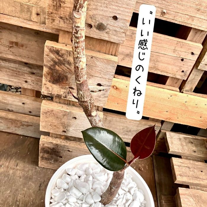 観葉植物現品販売