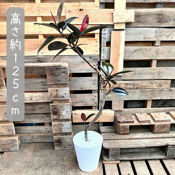 観葉植物現品販売