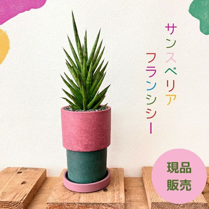 観葉植物現品販売