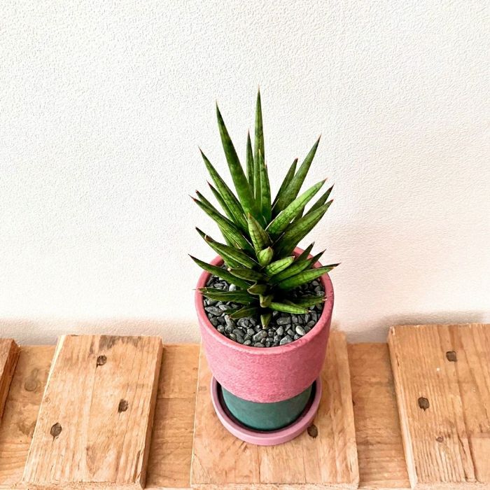 観葉植物現品販売