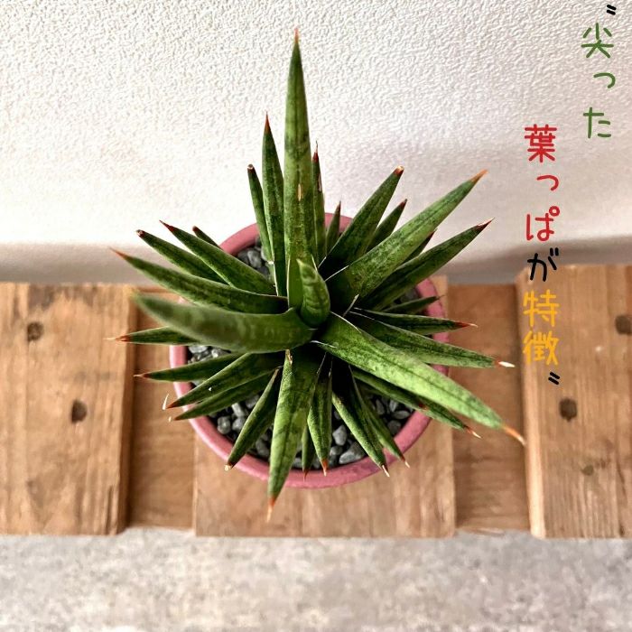 観葉植物現品販売
