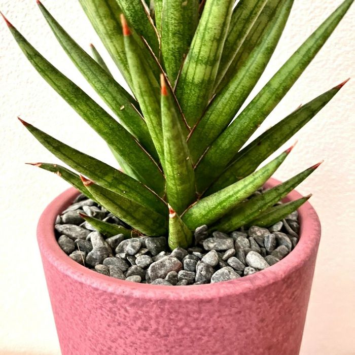 観葉植物現品販売