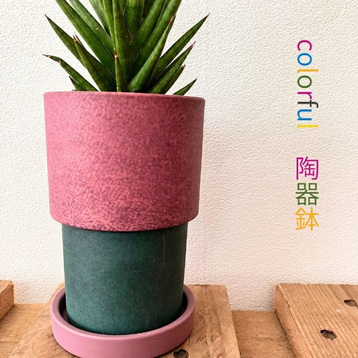 観葉植物現品販売