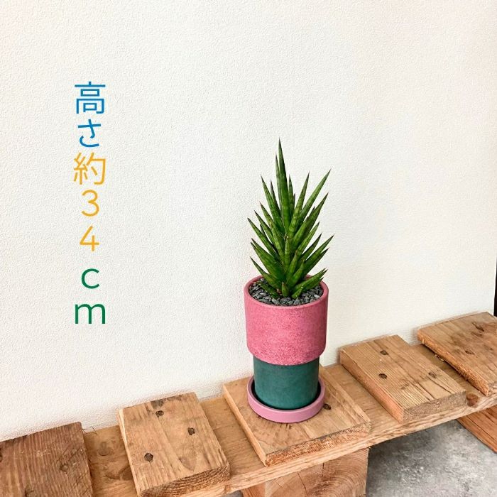 観葉植物現品販売