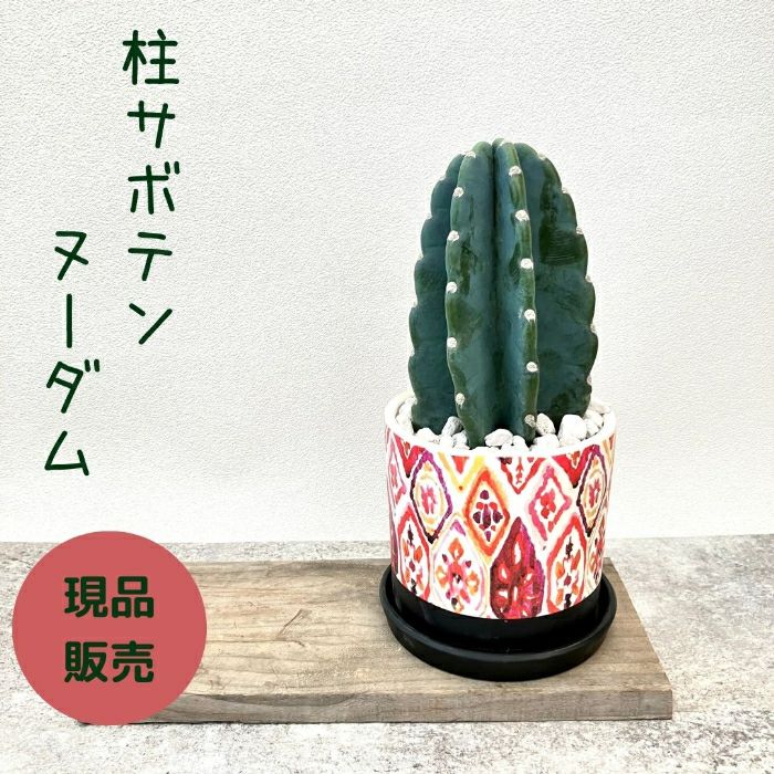 観葉植物現品販売